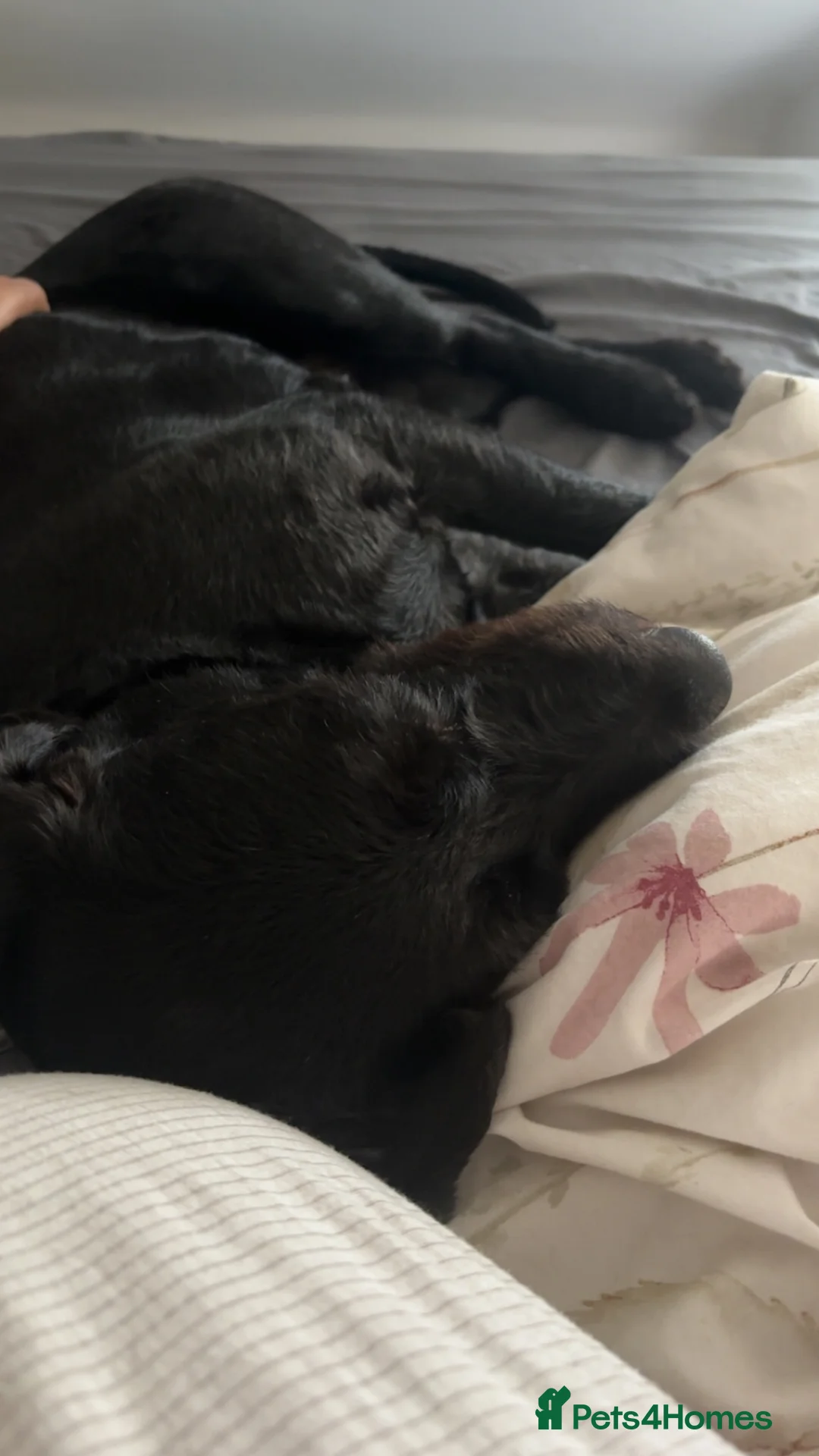 Labradoodle dogs for stud: Stunning black mini labradoodle for Stud  - Advert 2