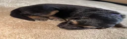 German Shepherd dogs for sale: German Shepherd Puppies 🐾 - Advert 12