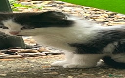Ragdoll cats for sale: Ragdoll X 4 Beautiful kittens - Image 9