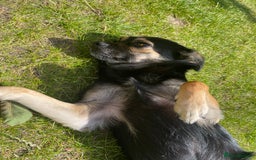 Mixed Breed dogs for sale: Penny the Crossbreed - Image 3