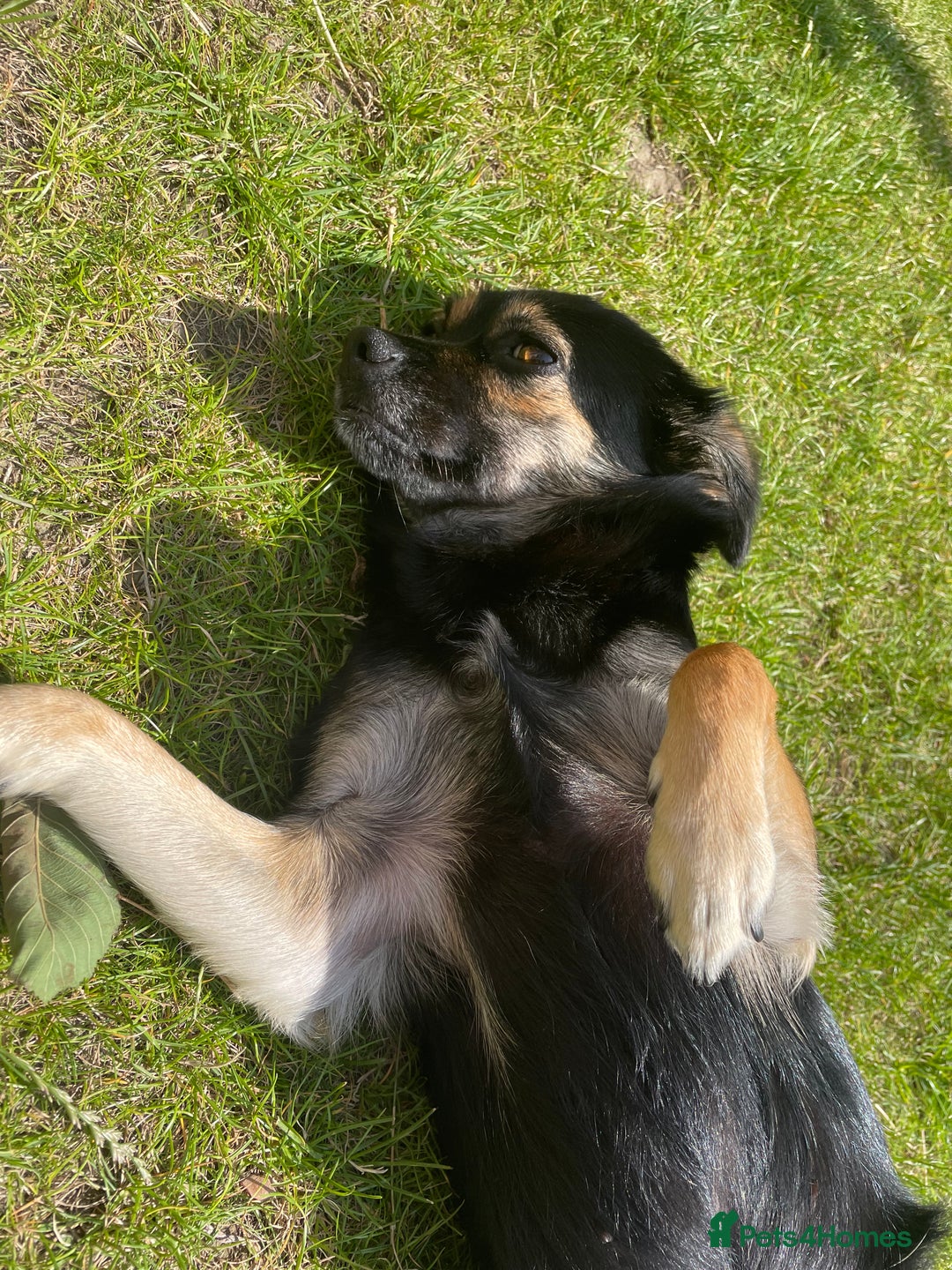 Mixed Breed dogs for sale: Penny the Crossbreed - Image 3