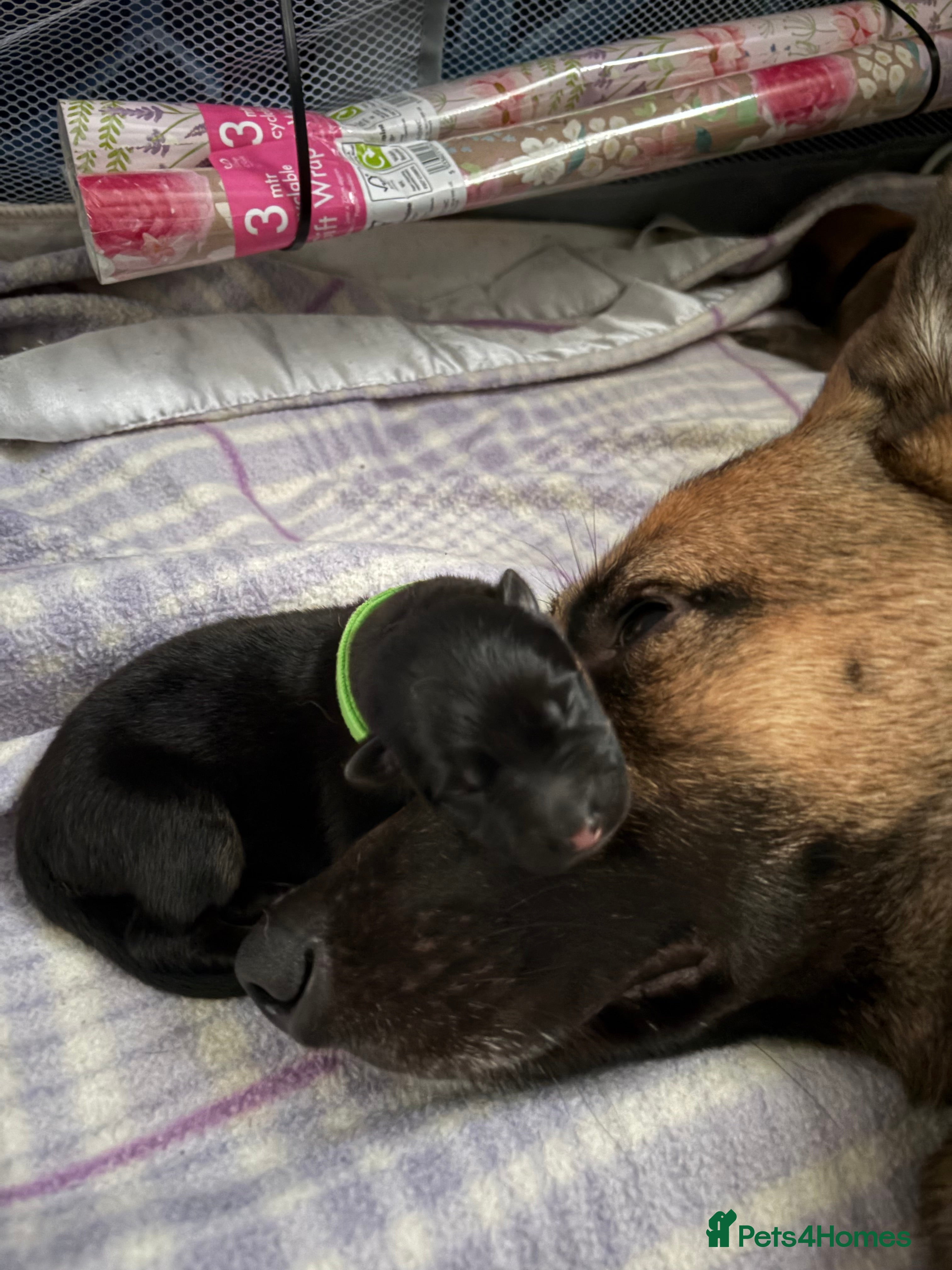 Mixed Breed dogs Belgian malinois x German Shepherd puppies  - Advert 2