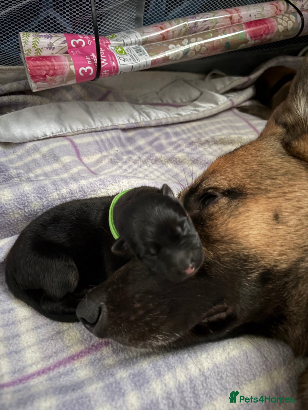 Mixed Breed dogs for sale: Belgian malinois x German Shepherd puppies  - Advert 2