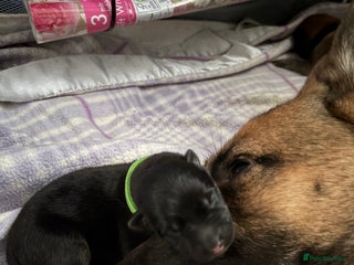 Mixed Breed dogs Belgian malinois x German Shepherd puppies - Advert 18