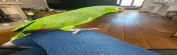 Parrots birds for sale: 2 Amazon Red Lored - Advert 2