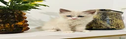 Ragdoll cats for sale: Last Ragdoll kitten available now   - Advert 11