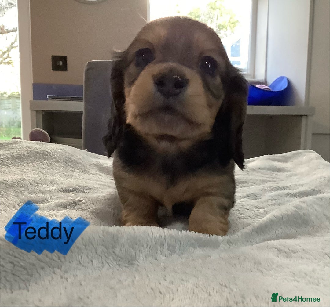 Miniature Dachshund dogs for sale: PRA Clear Mini Longhair Dachshund Pups Cream Red.. - Advert 9