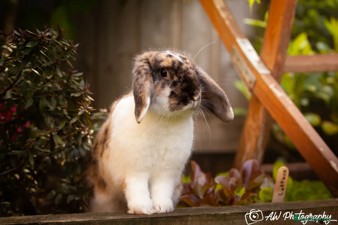 Mini Lop rabbits for sale: Riley - Advert 1