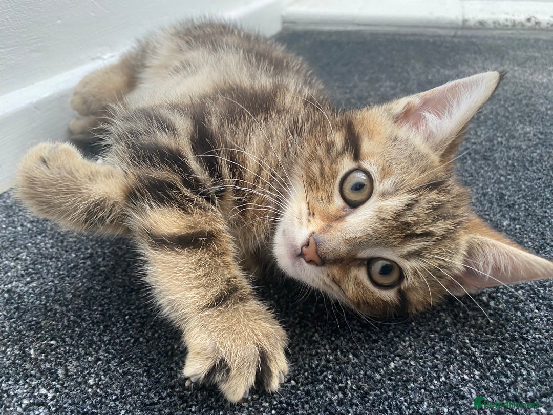 Mixed Breed cats for sale: Cute fluffy kitten ready for new home - Advert 1