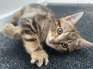 Mixed Breed cats Cute fluffy kitten ready for new home - Advert 1