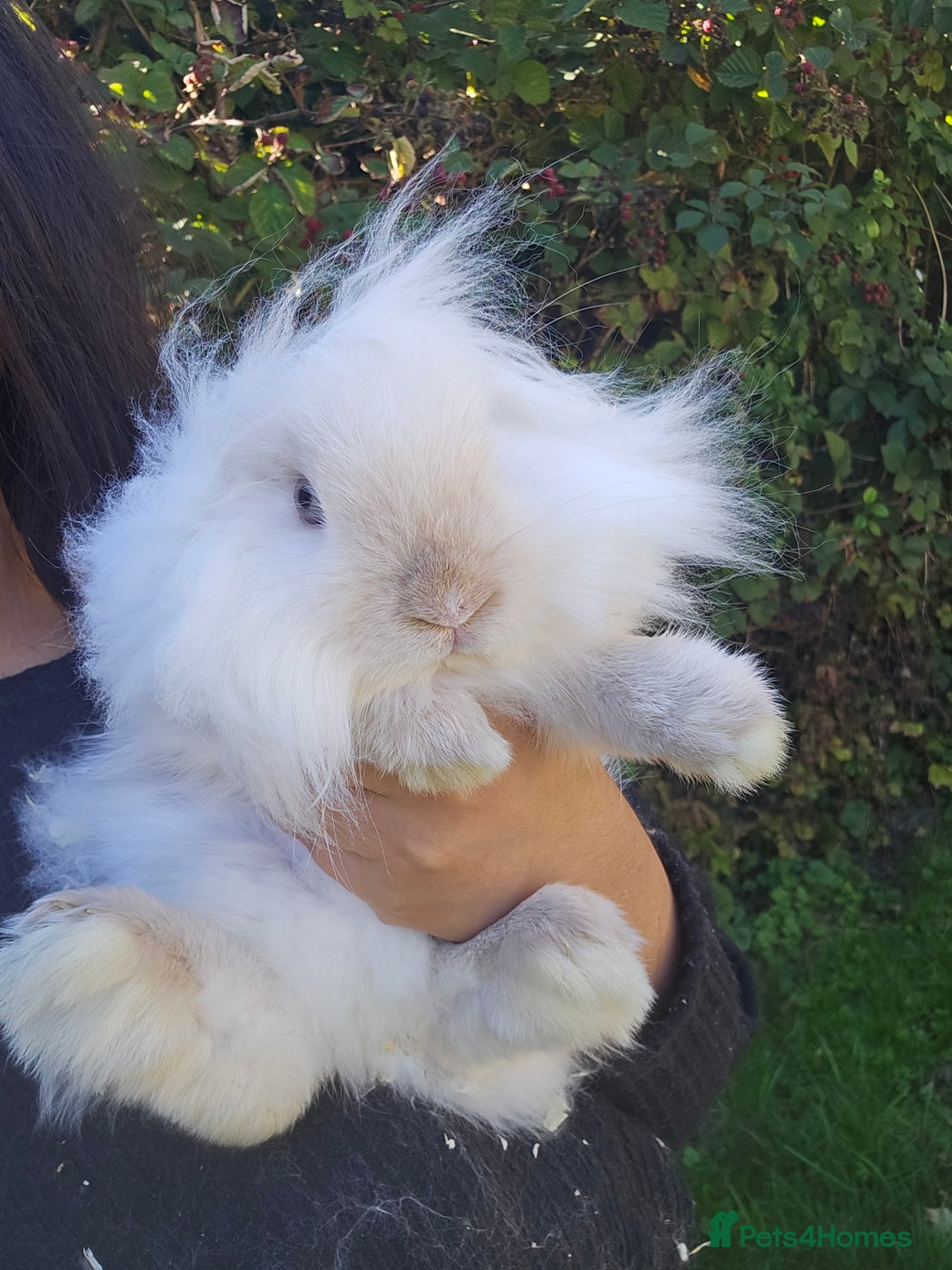 Lionhead rabbits for sale: Gorgeous Lion Head Doe  - Image 4