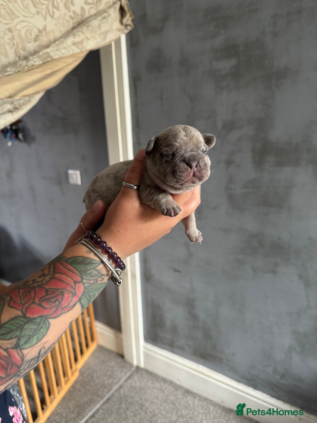French Bulldog dogs for sale: Lilac Merle and Cream ghost Merle  in Stoke-on-Trent - Image 17