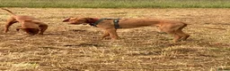 Hungarian Vizsla dogs for sale: Hungarian wire haired vizsla - Advert 10
