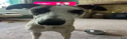 Whippet dogs for stud: Star faced Brindle available for Stud  - Advert 16