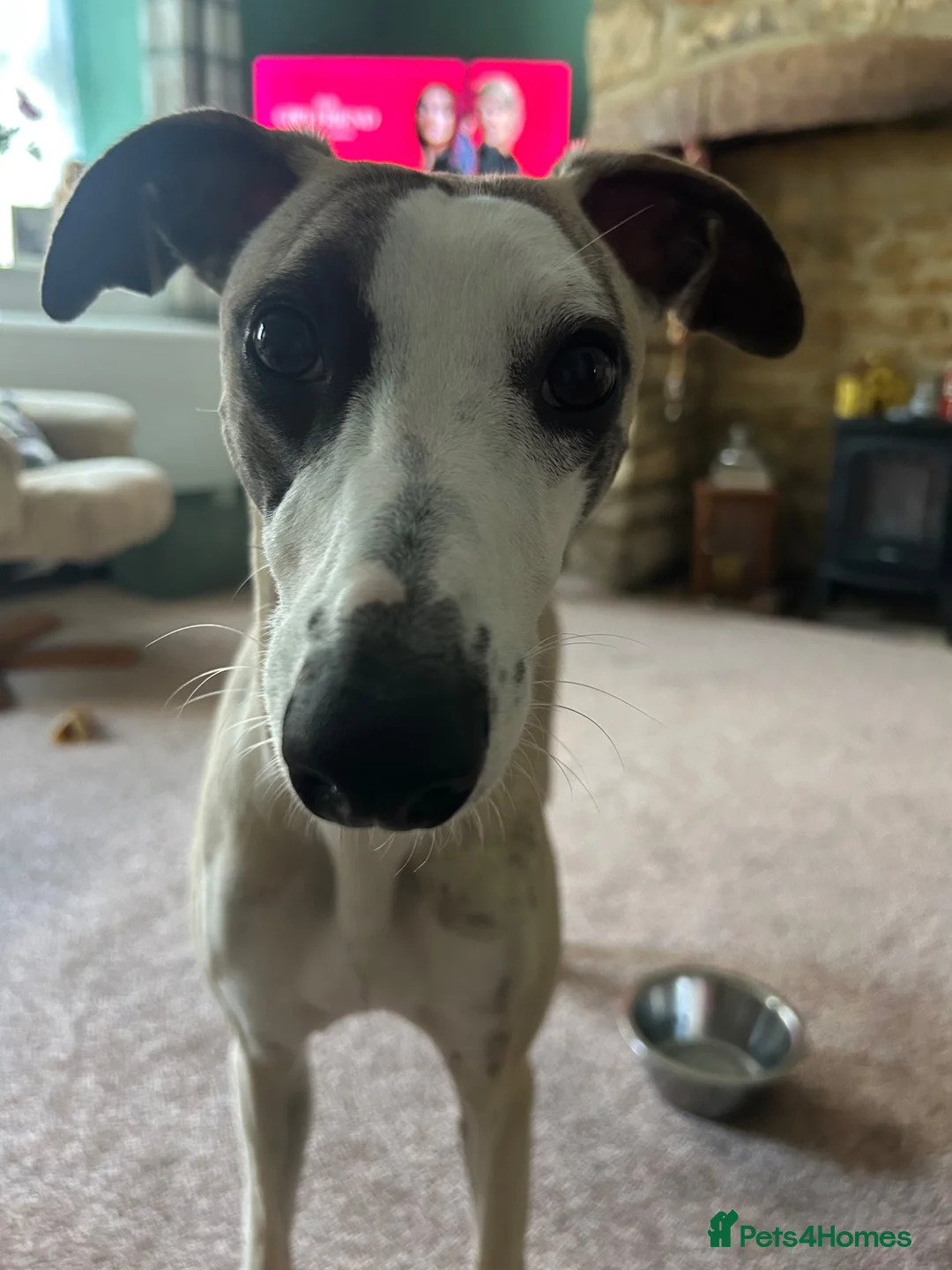 Whippet dogs for stud: Star faced Brindle available for Stud  - Advert 16