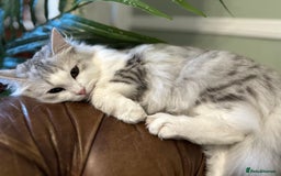 Siberian cats for sale: TICA Siberian Kittens Hypoallergenic Family Raised - Image 17