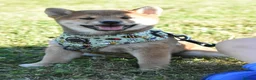 Japanese Shiba Inu dogs for sale: Exceptional Japanese Shiba Inu Puppies - Advert 14