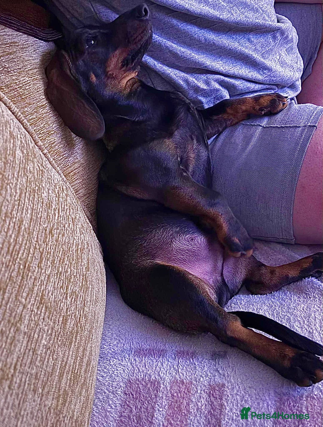 Dachshund dogs for sale: Borris - Advert 3