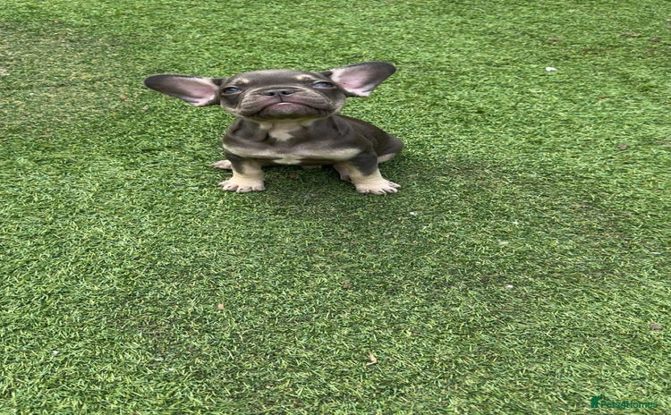 French Bulldog dogs - Advert 16