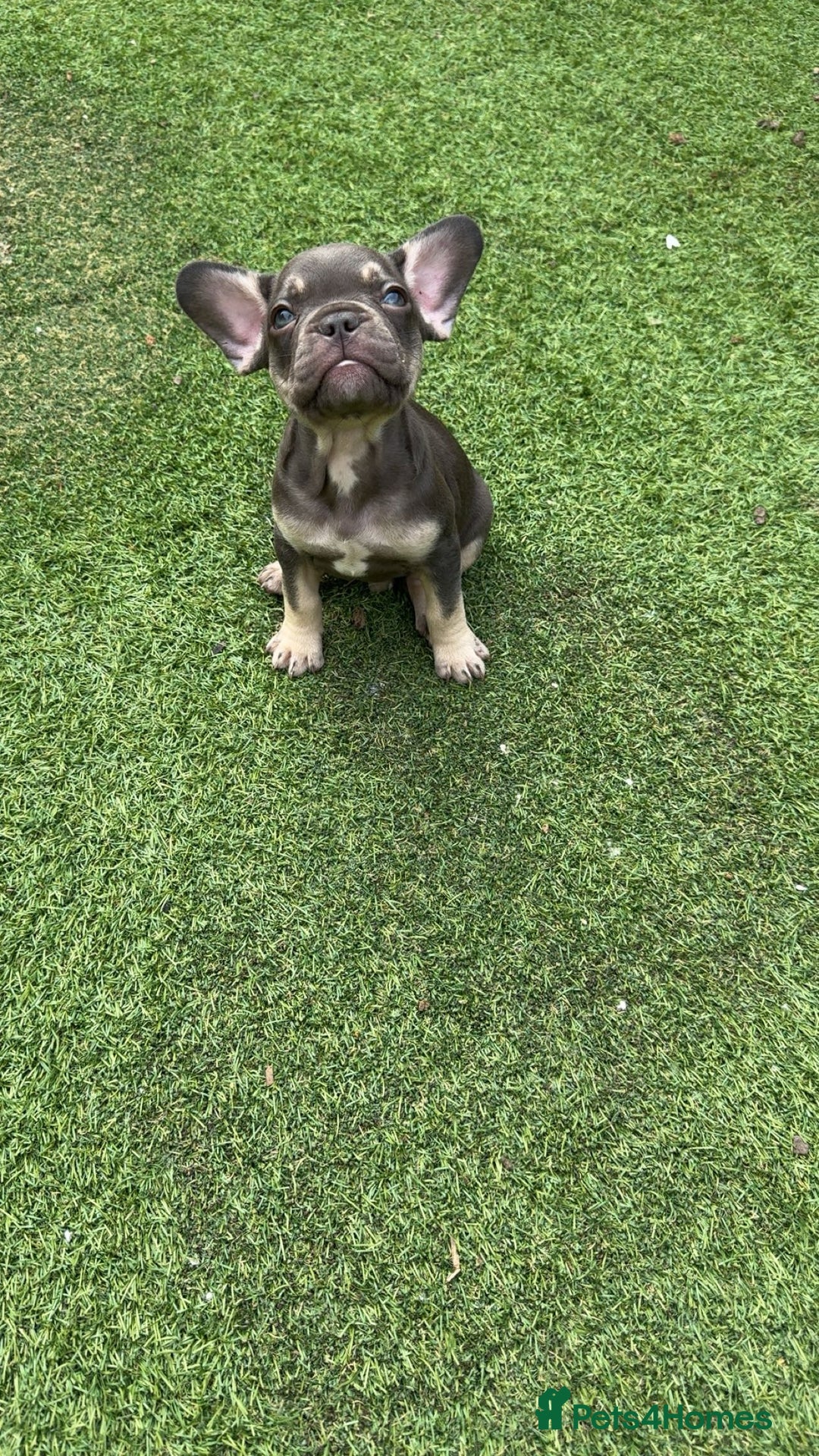 French Bulldog dogs for sale: French bulldog puppies  - Image 1