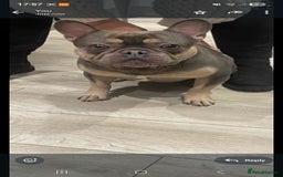 French Bulldog dogs for sale: 6 year old Frenchie,  - Image 1