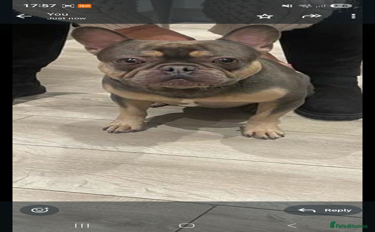French Bulldog dogs - Advert 10