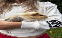 Guinea Pig rodents for sale: 2 Female Guinea Pigs - Image 5