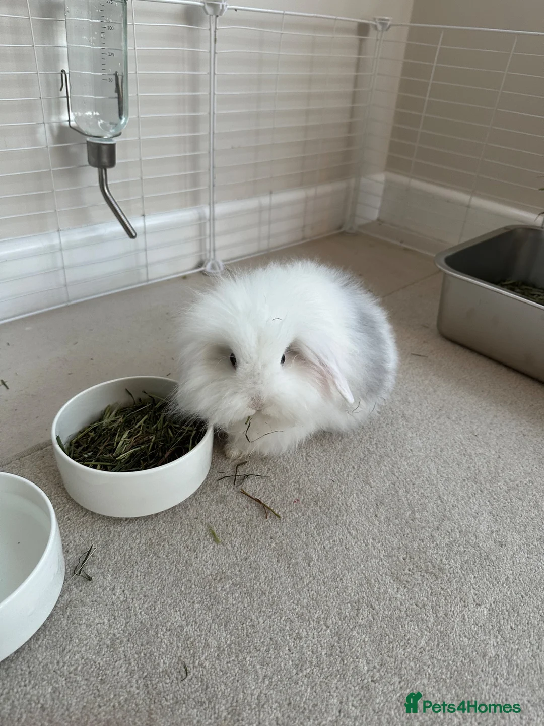 Mini Lop rabbits for sale: Two beautiful teddy werg / mini lop sisters  in Waterlooville - Advert 3