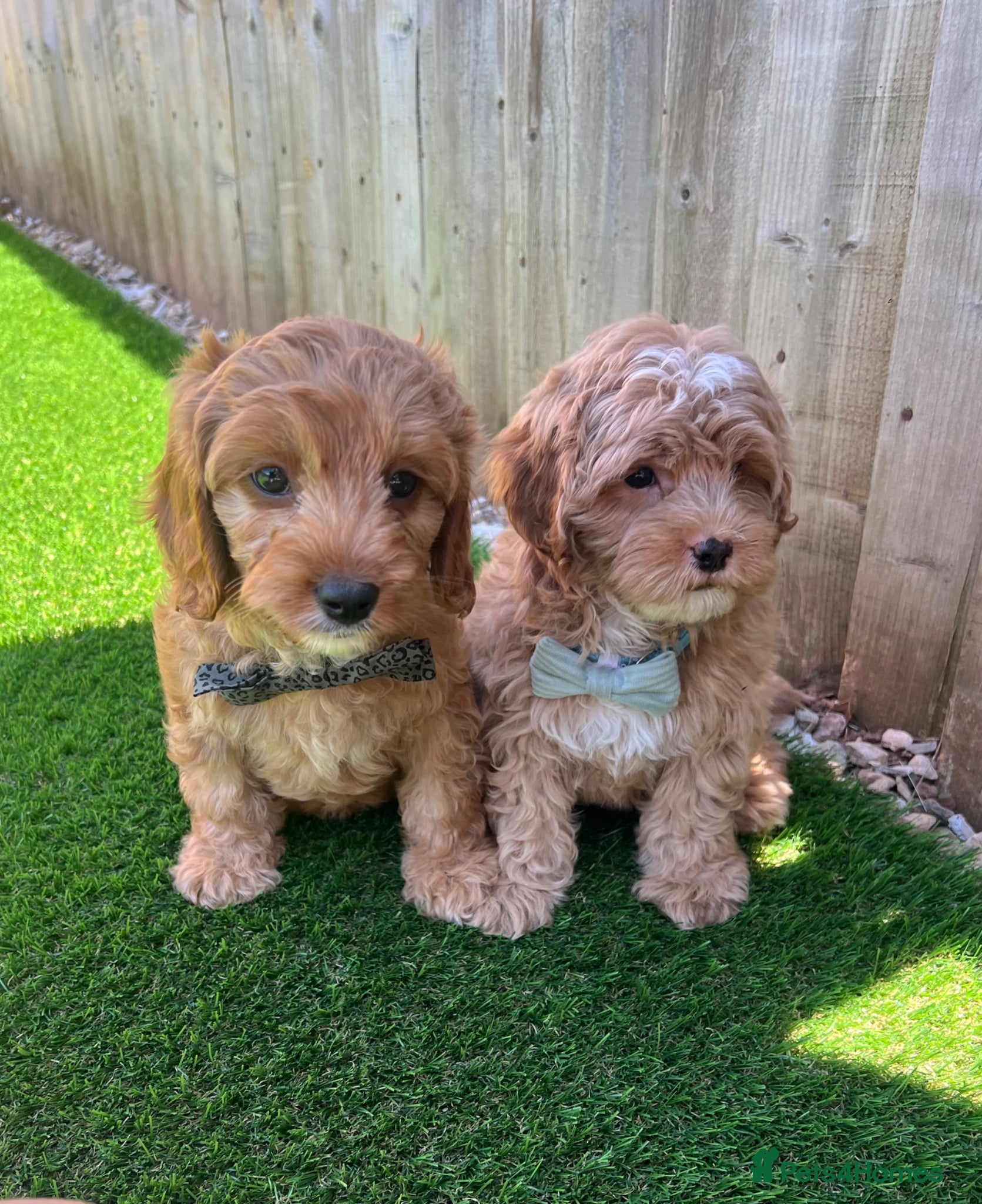 Cavapoo dogs F2 Cavapoos READY FOR THERE FOREVER HOMES❤️ - Advert 6