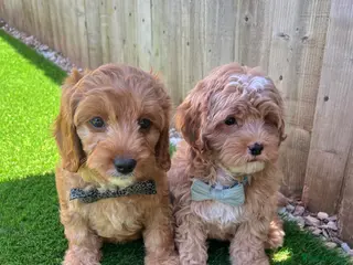 Cavapoo dogs F2 Cavapoos READY FOR THERE FOREVER HOMES❤️ - Advert 6