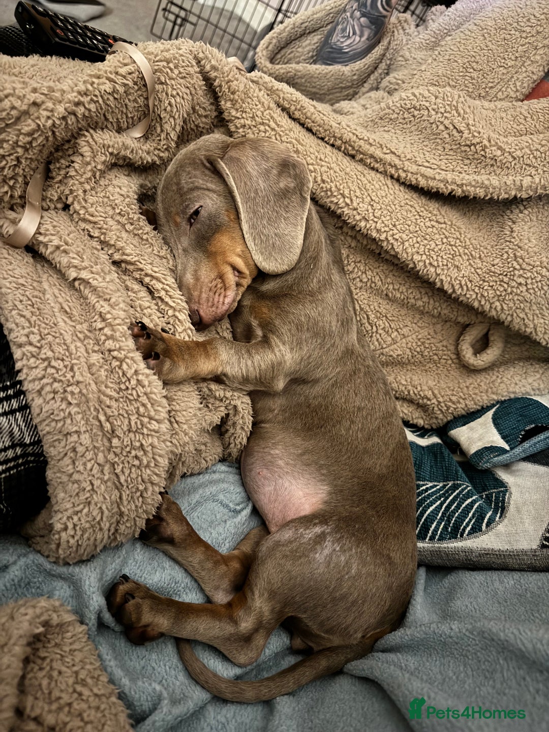 Miniature Dachshund dogs for sale: Needs a loving home - Advert 6