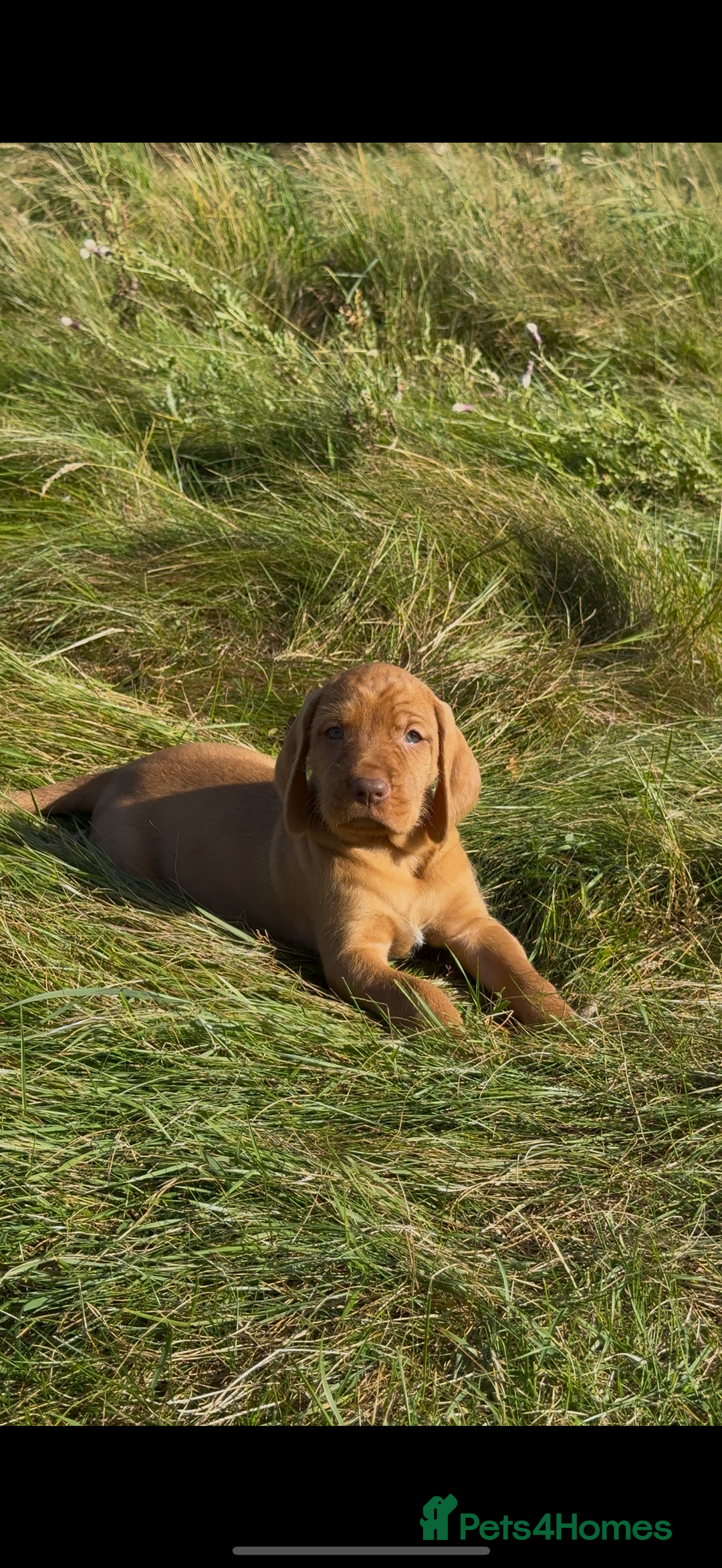 Hungarian Vizsla dogs for sale: Wirehaired Vizsla’s - Image 21