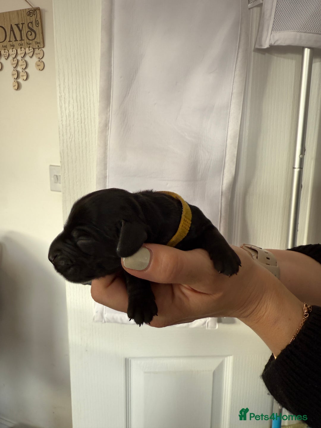 Cocker Spaniel dogs for sale: 6 beautiful Cocker Spaniel puppies.  - Advert 32