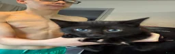 Mixed Breed cats for sale: 4 beautiful kittens ready to go now! - Advert 8