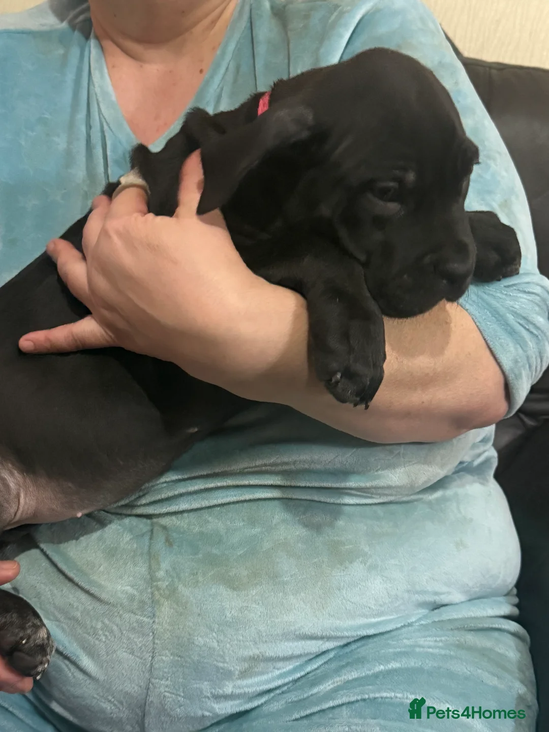 Mixed Breed dogs for sale: Cane corso cross puppies - Advert 6