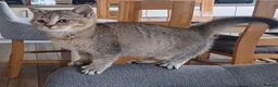 British Shorthair cats for sale: Loving, pretty Scottish Straight kittens  - Advert 15