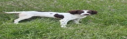 English Springer Spaniel dogs for sale: Young Springer dog looking for the best of homes - Advert 2