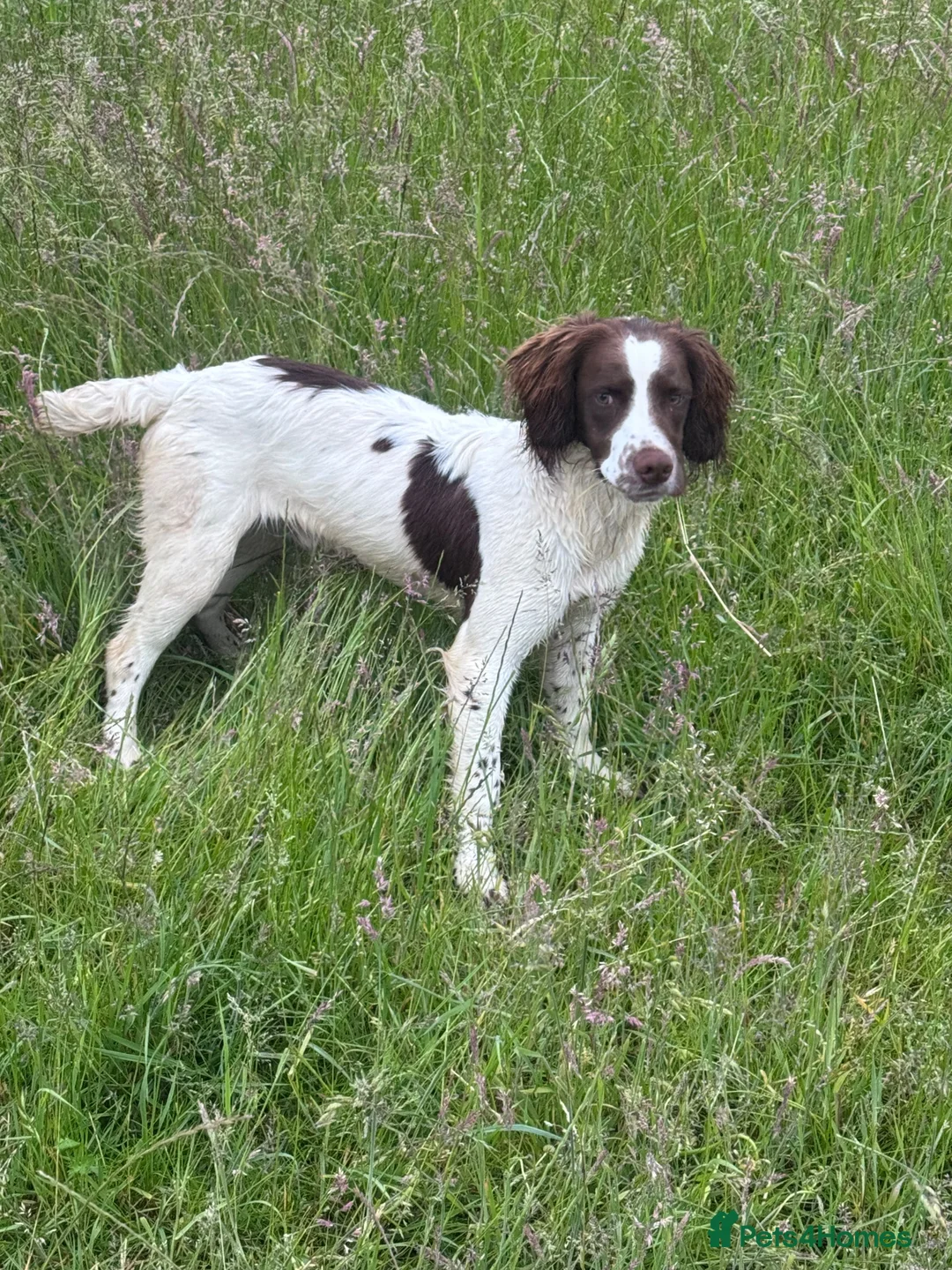 English Springer Spaniel dogs for sale: Young Springer dog looking for the best of homes - Advert 2