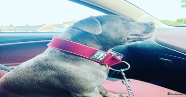 Staffordshire Bull Terrier dogs - Advert 9