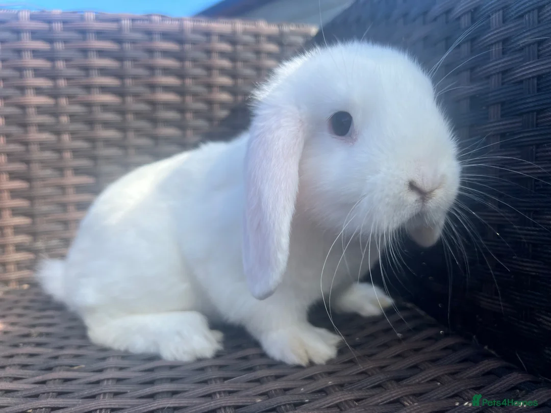 Mini Lop rabbits for sale: Beautiful Baby Mini Lops - Advert 1