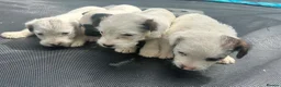 Jack Russell dogs for sale: 4 Jack Russel puppy s in Exeter - Advert 7