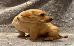 Labrador Retriever dogs for sale: Labrador retriever puppies  - Advert 10