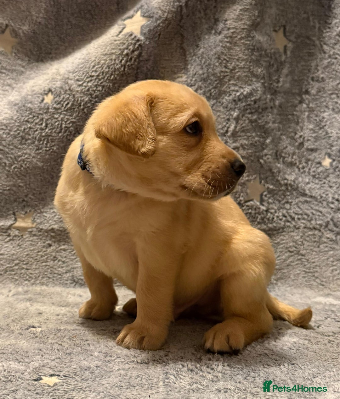 Labrador Retriever dogs for sale: Labrador retriever puppies  - Advert 10