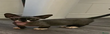 Sphynx 3
