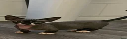 Sphynx cats for sale: Ready Sphynx Kittens Looking for Their Forever 🏰 - Advert 8