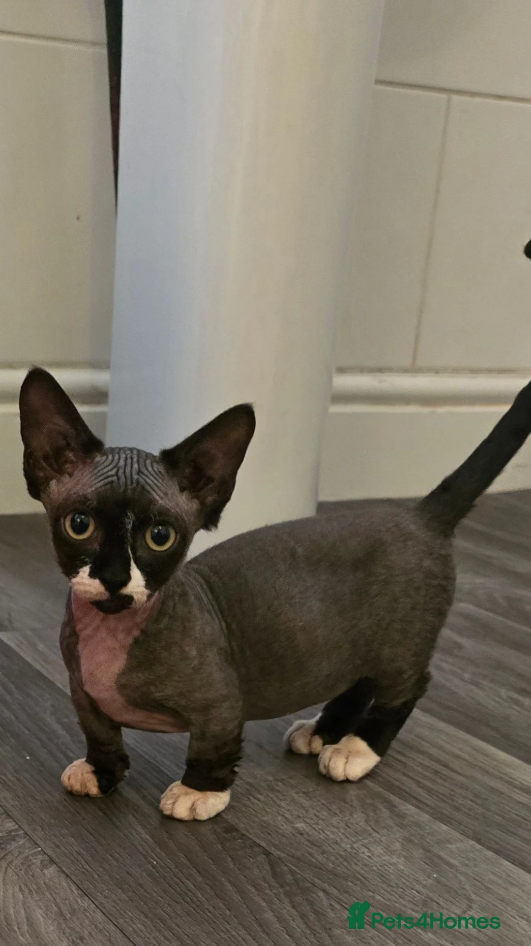 Sphynx cats for sale: 2 GIRLS Looking for Their Forever 🏰 - Advert 23