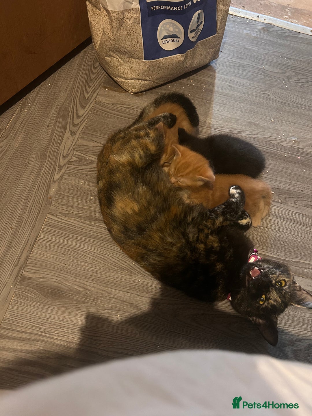 Domestic Shorthair cats for sale: Black kitten 5 weeks old  - Advert 4