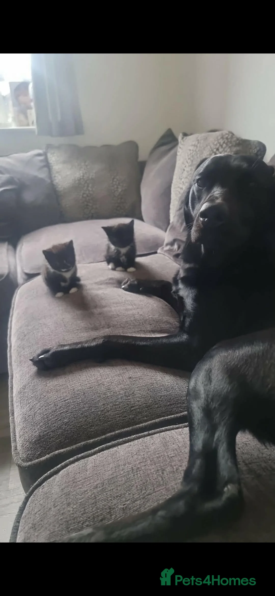 Mixed Breed dogs for sale: Marley  - Advert 2