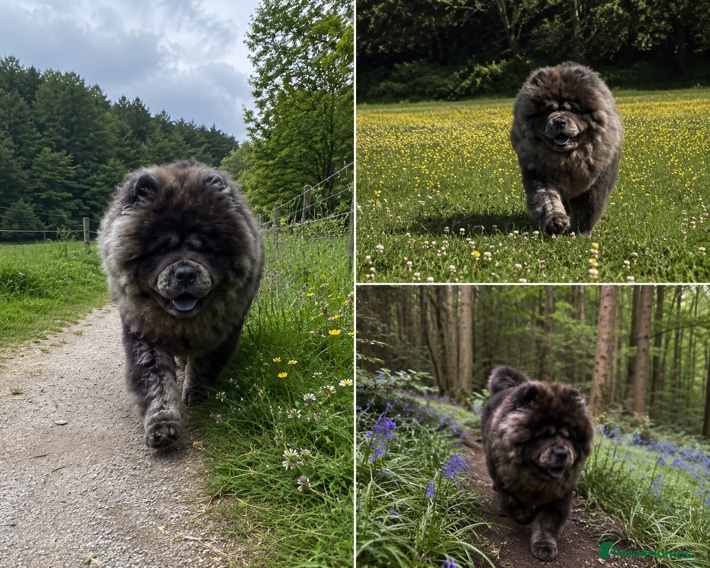 Chow Chow dogs Majestic Merle Chow Chow Stud Available 🖤🤍  - Advert 1