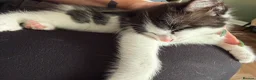 Mixed Breed cats for sale: Beautiful tuxedo kittens one boy and one girl  - Advert 5